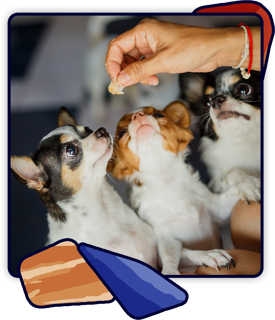 A person, perhaps a veterinarian, is holding a treat above three small, eager dogs looking up with anticipation. The scene captures their focused attention and excitement, reminiscent of a vet visit where treats are the perfect reward after check-ups.