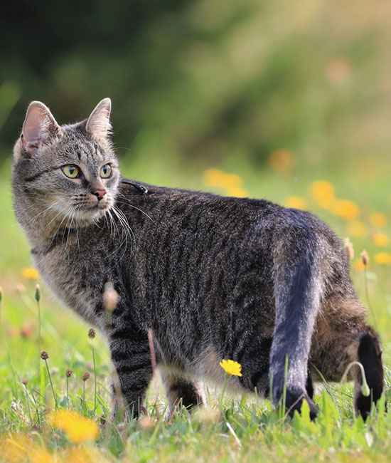 A tabby cat stands alert in a grassy field dotted with yellow flowers, looking attentively to the side, perhaps spotting its veterinarian nearby. The sunlight highlights its fur, creating a serene natural setting.