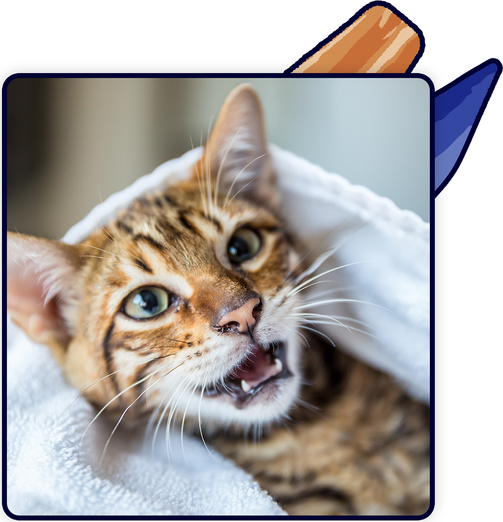 A close-up of a Bengal cat wrapped in a white towel at the vet. The cat has striking green eyes and a patterned coat, appearing to meow with its mouth slightly open. The background is blurred, emphasizing the cat's expression during its veterinary check-up.