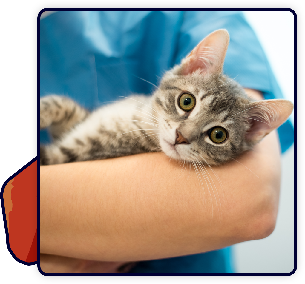 drop-off-appointments-vet-in-groves-neighborhood-veterinary-centers