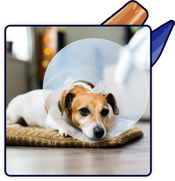 drop-off-appointments-vet-in-groves-neighborhood-veterinary-centers