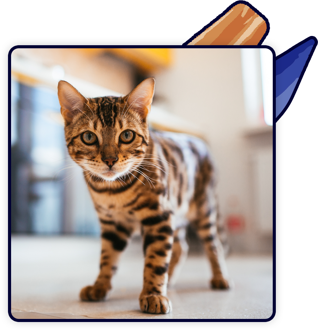 A Bengal cat with a spotted coat stands indoors on a tiled floor, looking directly at the veterinarian. The background is softly blurred, highlighting the cat's curious expression.