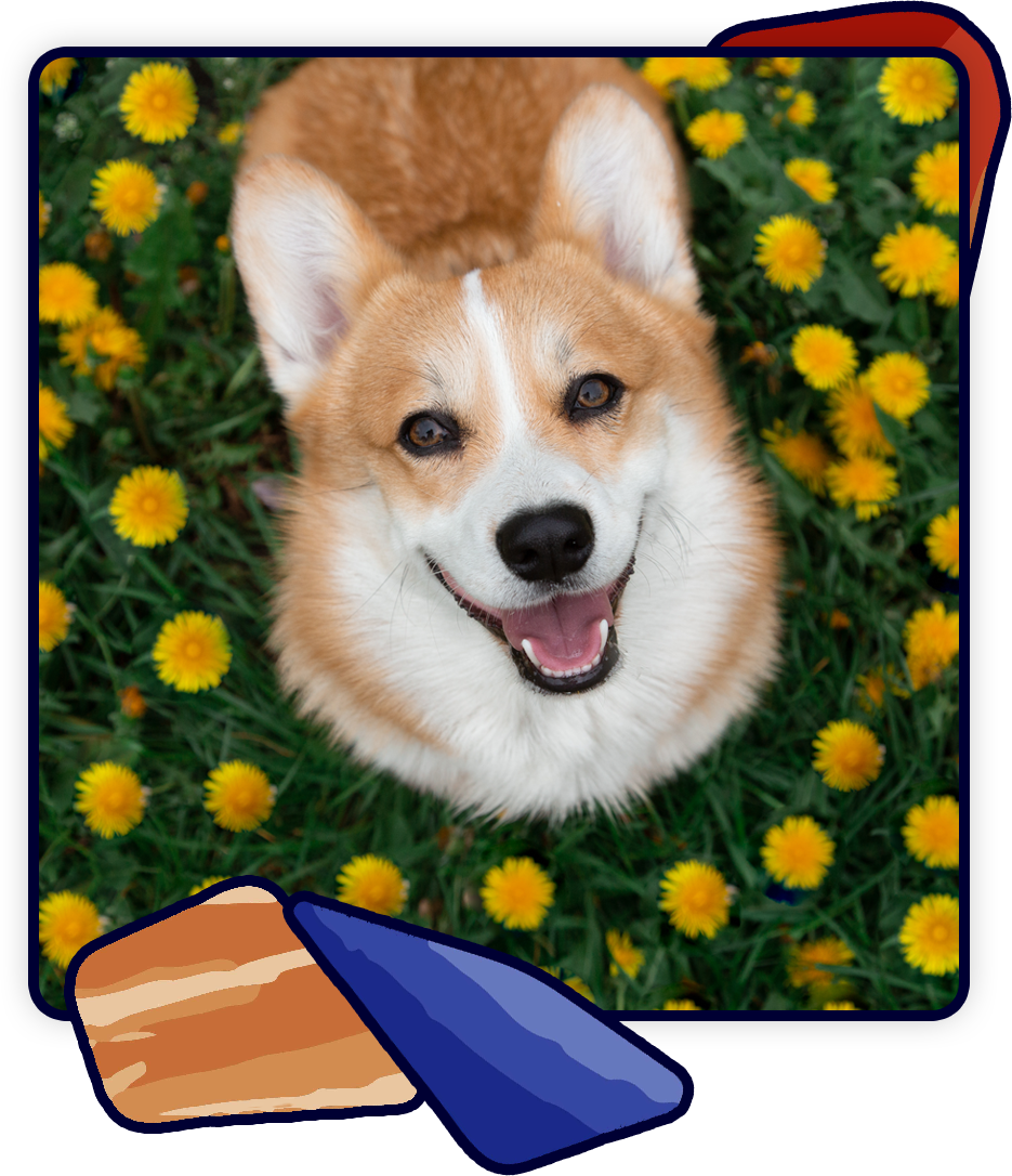 A happy corgi sits surrounded by yellow flowers, looking up with a joyful expression. With its fluffy tan and white coat and perky ears, it's clear this pup has just enjoyed a visit to the vet.