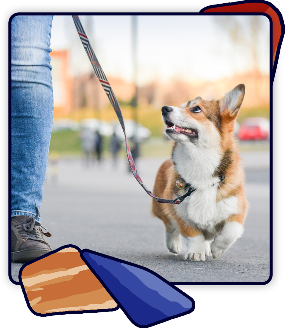 A corgi on a leash walks beside a person wearing jeans and sneakers. The dog looks up happily at its owner, fresh from a vet visit. The background is blurred, capturing an outdoor setting with people in the distance.