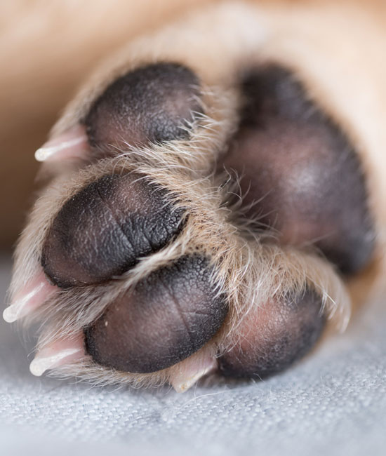 A close-up image of a dog's paw, perfect for any veterinarian's office, showcases visible black pads and light fur in between. The claws peek slightly at the tips of the toes, resting on a soft, light-colored fabric backdrop.