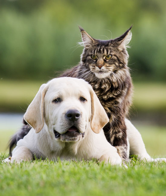 A Labrador puppy and a Maine Coon cat rest on a grassy field, overseen by their attentive veterinarian. The puppy lies down in the foreground while the cat sits calmly behind, content under the watchful care of their vet. The background is a soft blur of green foliage.