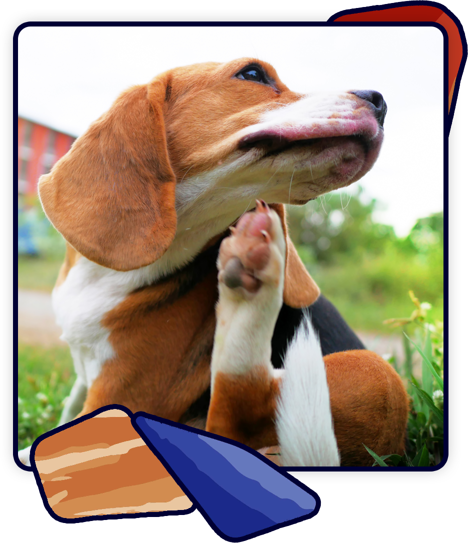 A beagle sits outdoors on the grass, scratching its chin with its hind leg, perhaps pondering a visit to the vet. The background features a blurred building and greenery, framed with abstract shapes in blue and orange.