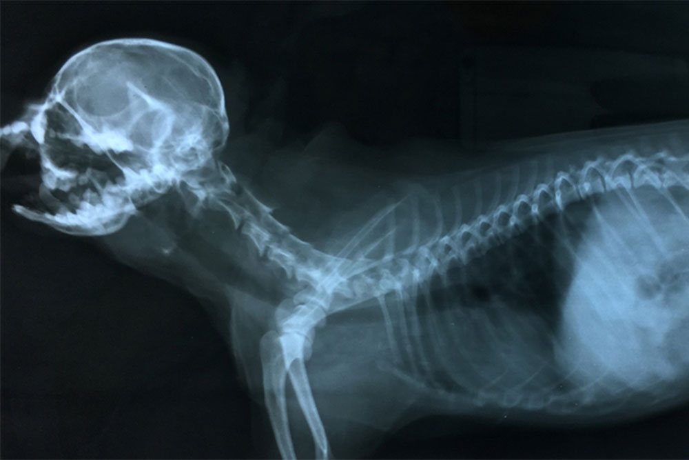 An X-ray image of a cat in lateral view, analyzed by the veterinarian, reveals its skull, spine, and ribs. The vet ensures the outline of its body is clear, with a focus on the skeletal structure.