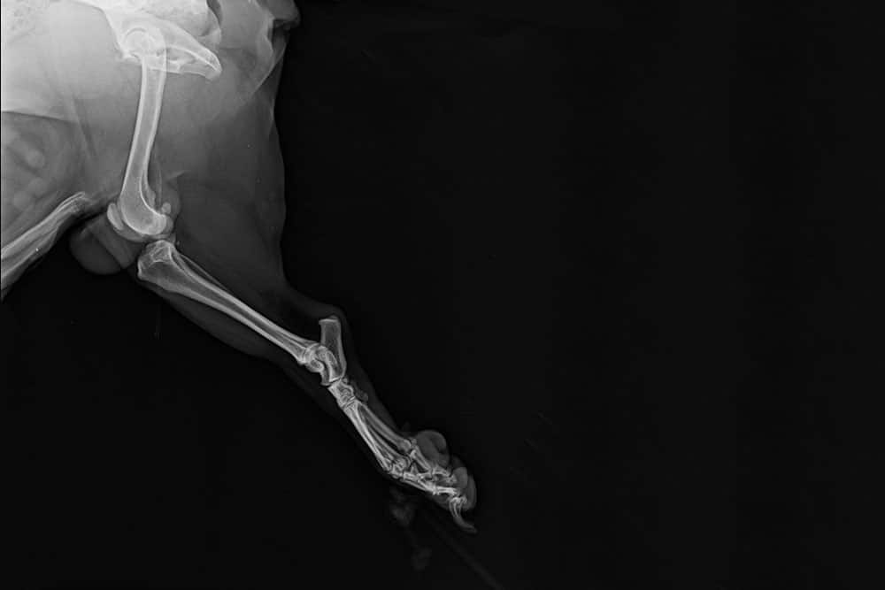 X-ray image of a dog's forelimb, showing the skeletal structure from the shoulder to the paw. The bones are clearly visible against a dark background.