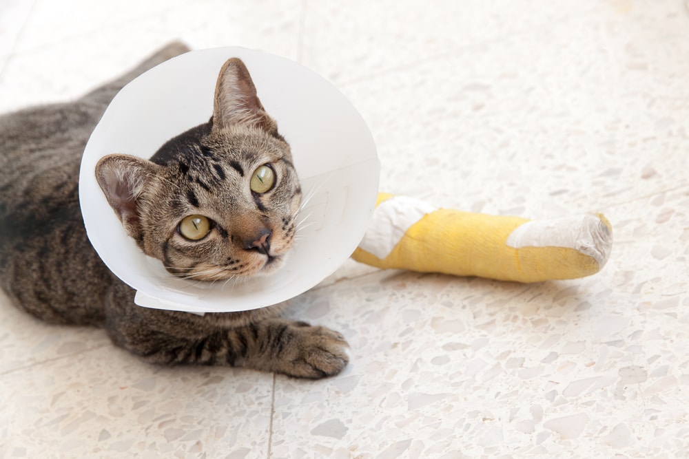 A tabby cat with a medical cone around its neck lies on a light-colored tiled floor. Its front leg is wrapped in a yellow cast, indicating an injury or surgery. The cat looks up with wide eyes, appearing calm and curious.