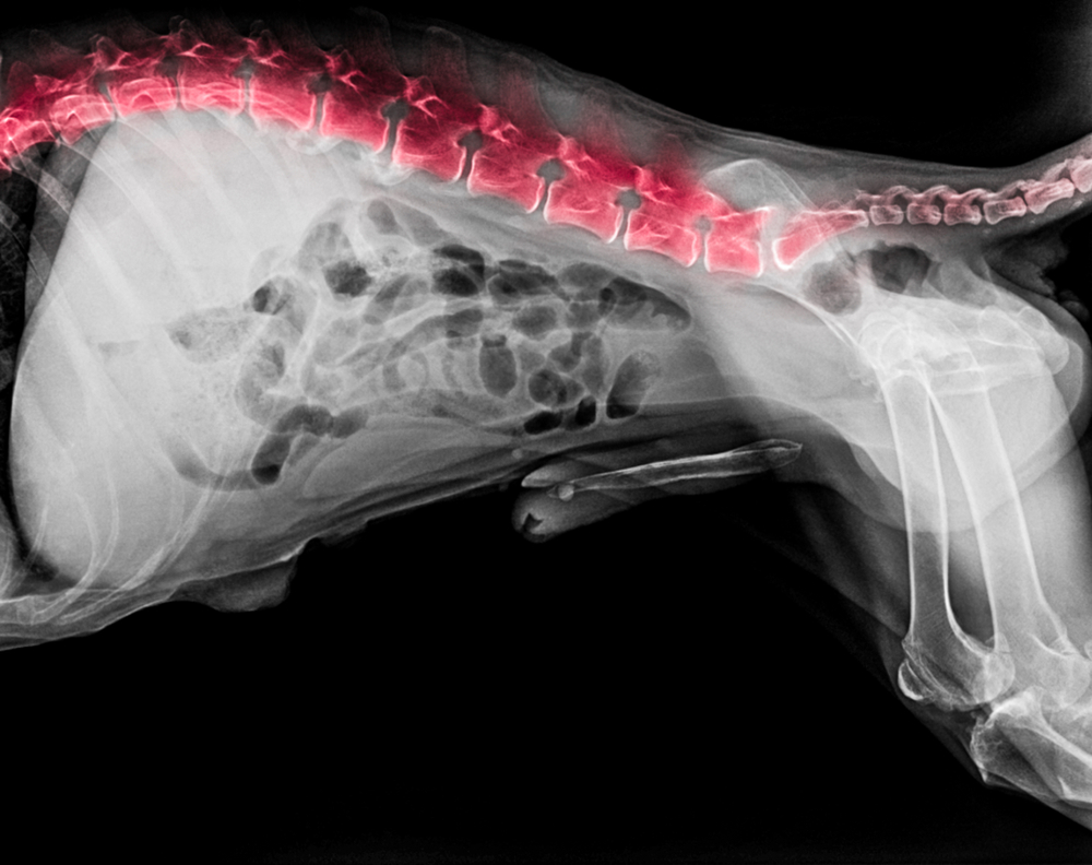 An X-ray image of an animal's torso, crafted by a veterinarian, highlights the spine in red. Bone structures, including ribs and part of the legs, are visible against a black background.