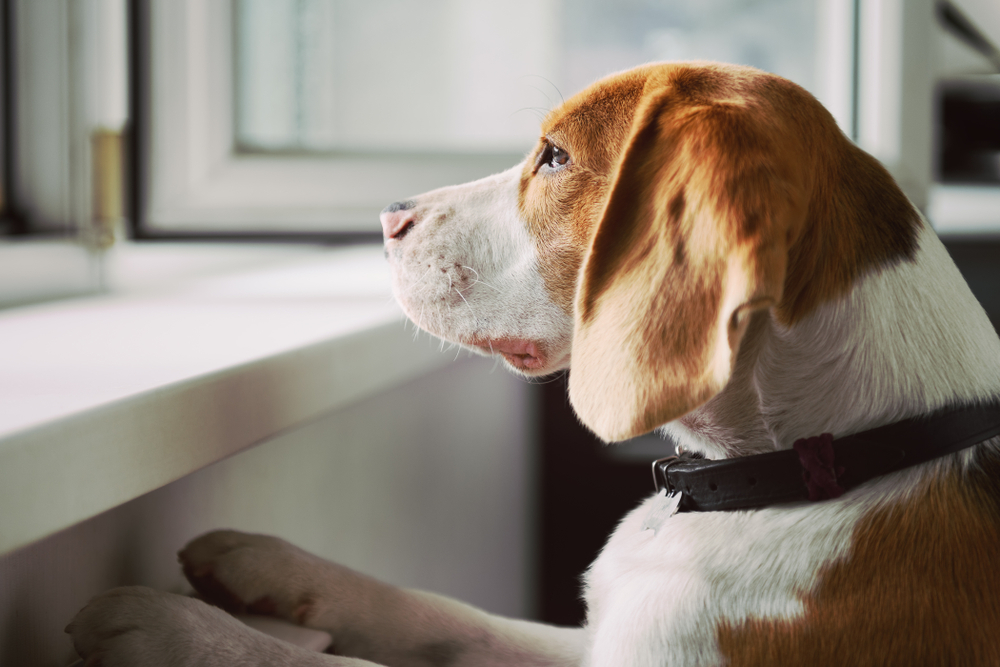 A beagle with a brown and white coat, wearing a black collar, rests its front paws on the window ledge. The dog gazes attentively outside, perhaps watching for the familiar sight of the veterinarian's arrival.