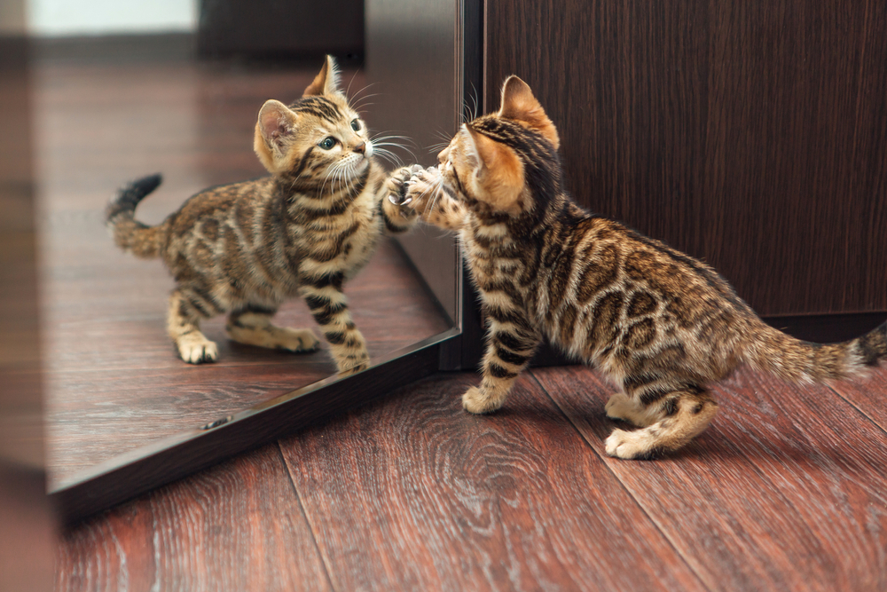 A striped kitten, recently examined by the veterinarian, playfully touches a mirror with its paw, gazing at its reflection. The kitten stands on a polished wooden floor, adding warmth to the scene.