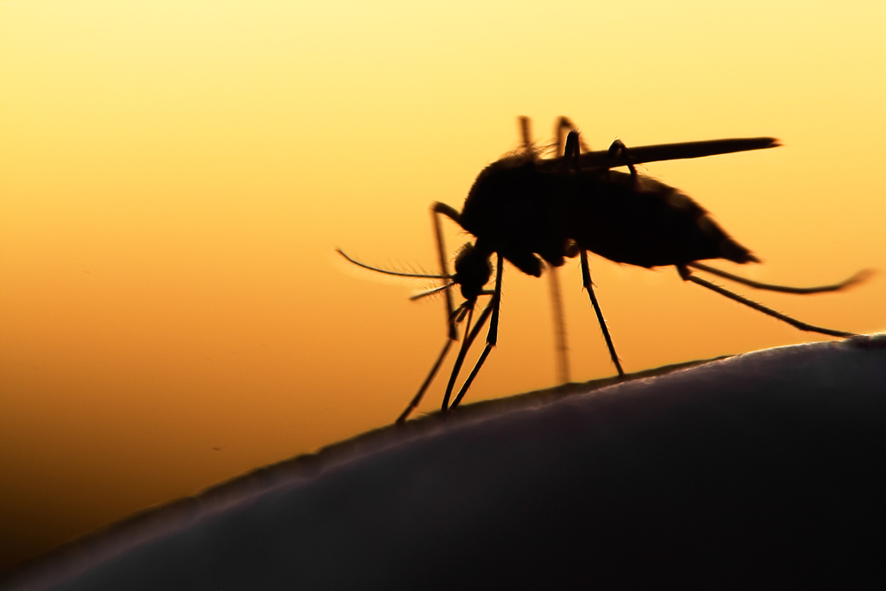 Silhouette of a mosquito sitting on a surface against a warm orange-yellow gradient background. The image, reminiscent of what a veterinarian might examine under the lens, captures the insect's delicate legs and long proboscis in sharp detail.