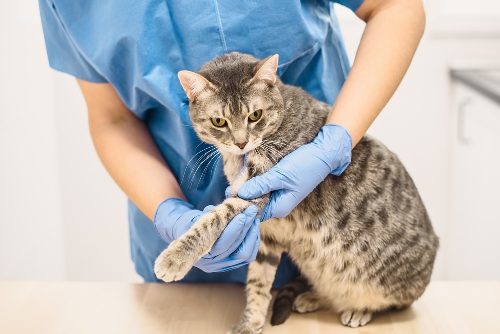 A veterinarian in blue scrubs and gloves examines a gray tabby cat's paw on a table, focusing on its limb in a clinical setting.