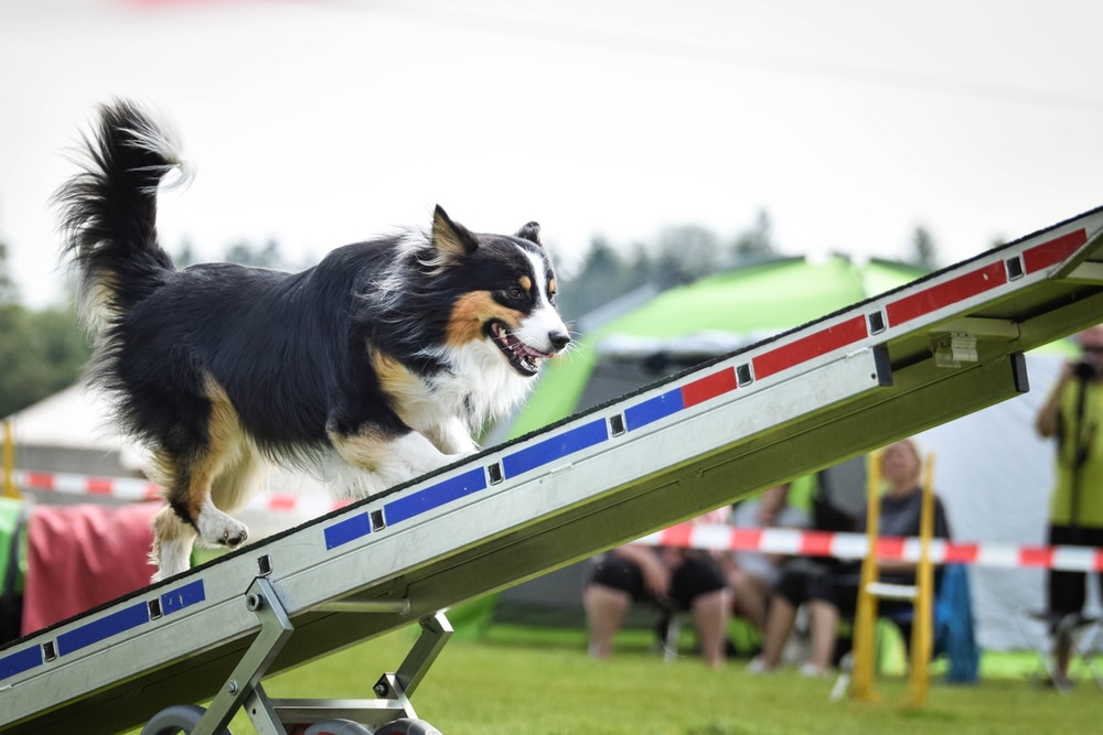 A black and white dog confidently runs up an agility ramp during an outdoor competition. The background shows a blurred crowd and green tents on a bright day.