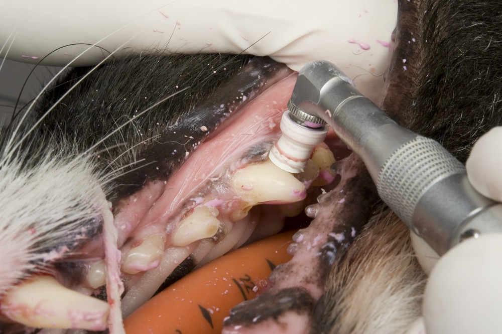 A veterinarian wearing gloves is using a dental tool to clean a dog's teeth. The dog's mouth is open, showing multiple teeth. Pink toothpaste or cleaning agent is visible around the area.