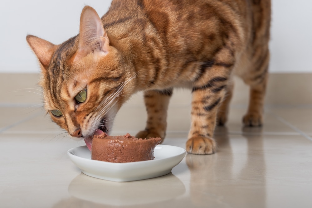 A striped, brown cat with green eyes is eating wet cat food from a white dish on a tiled floor. The cat is focused on its meal, and the room has a simple white wall background.