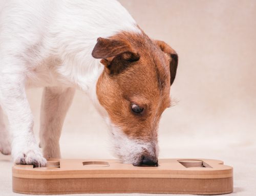Indoor Enrichment Ideas for Dogs