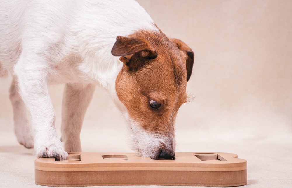 A small brown and white dog is sniffing a wooden puzzle toy, its attention fully focused on the compartments, perhaps searching for treats left by the veterinarian. The background is a neutral beige.