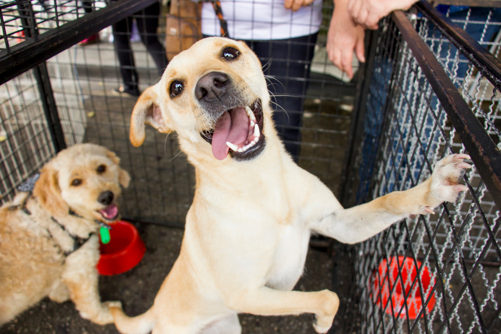 A happy tan dog stands on its hind legs inside a metal enclosure, wagging its tail and looking at the camera, possibly anticipating a visit from the vet. Another dog, curly-haired and beige, sits nearby. Both dogs appear excited and playful in the veterinarian's care.