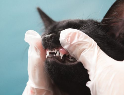 3 Common Feline Oral Health Issues