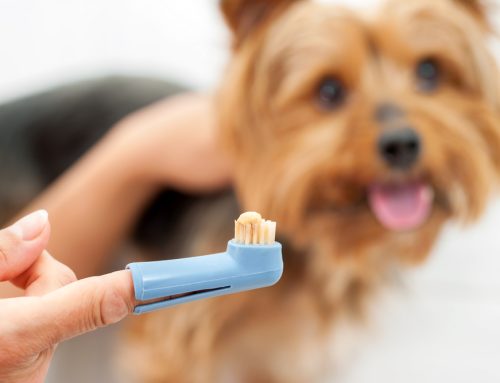 Brush Up! Pet Toothbrushing Do’s and Don’ts