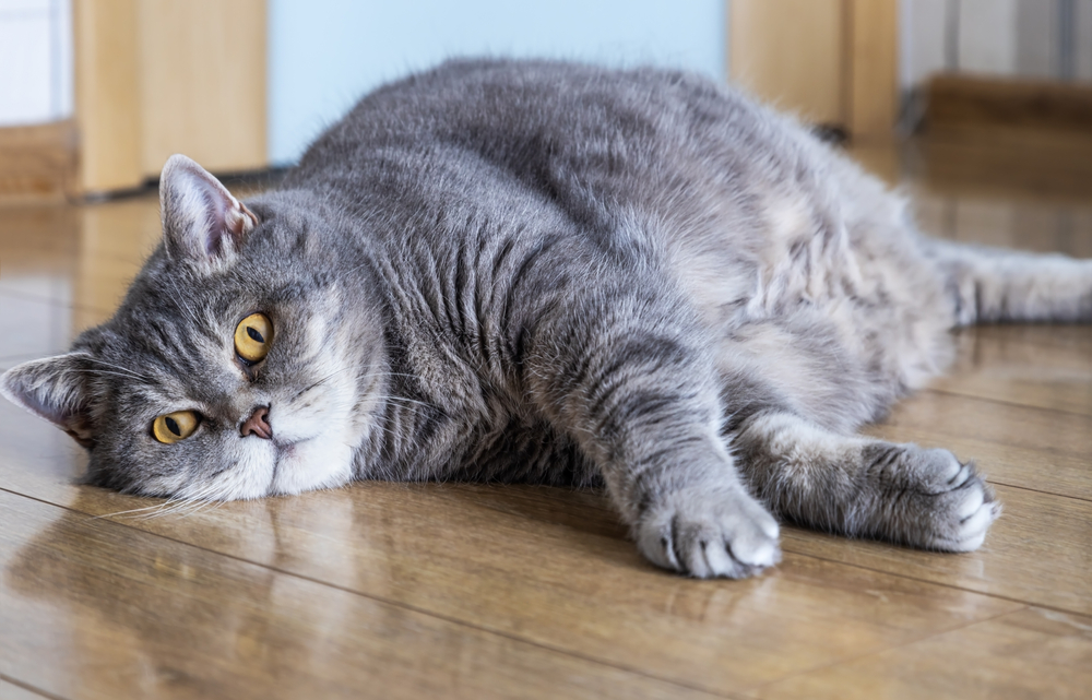 A large gray tabby cat with yellow eyes is lounging lazily on a wooden floor, its body stretched out in pure contentment, as if just back from a visit to the veterinarian. The background features light-colored doors and walls, enhancing the serene scene.