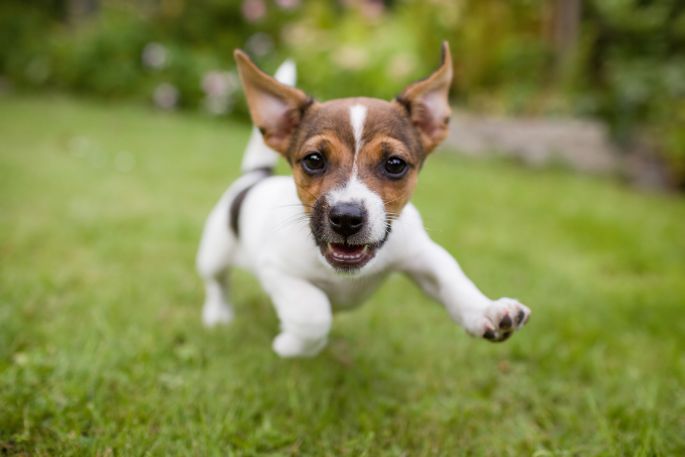 A small, excited dog with a white and brown coat is playfully running on a green lawn, as if eager for its next visit to the vet. Its ears are perked up, and its mouth is open in a joyful expression against a blurred garden backdrop.