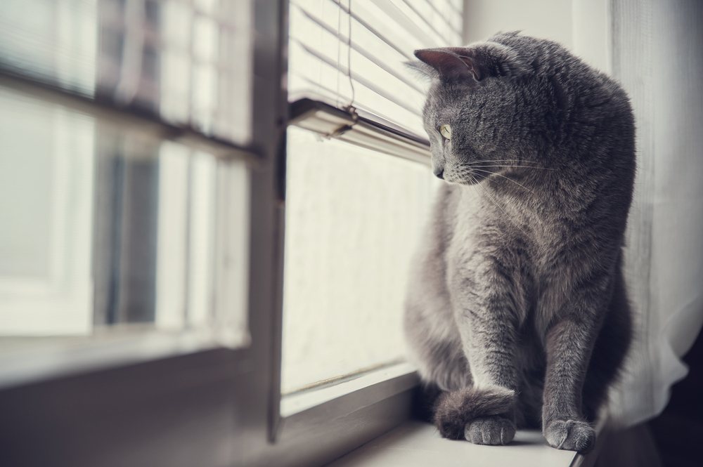 A gray cat sits on a windowsill, gazing outside through Venetian blinds. Recently back from the veterinarian, the cat appears calm and contemplative, with soft lighting creating a peaceful atmosphere in the room.