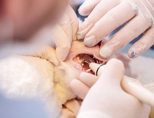 How Often Does My Pet Need a Professional Dental Cleaning?