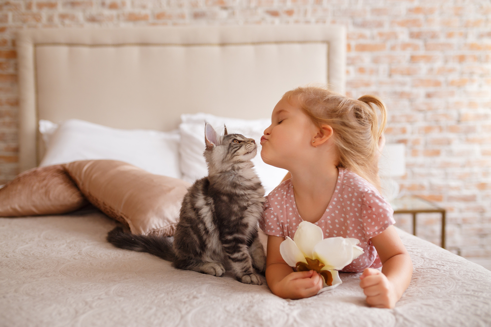 A young girl with a ponytail, wearing a pink polka dot shirt, holds a flower while playfully touching noses with a fluffy gray tabby cat on a bed with beige pillows in the cozy room her veterinarian decorated with love against the rustic brick wall.