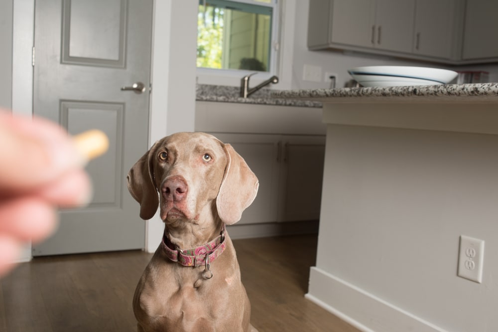 A Weimaraner dog with a pink collar looks intently at a treat being held out of focus in a person's hand. The background shows a kitchen with gray cabinets, a sink, and a granite countertop.