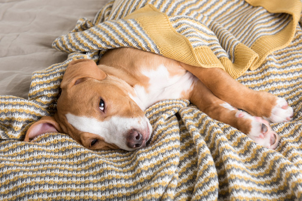 A brown and white puppy lies cozily under a yellow and gray striped blanket, its eyes partly open as it rests on a soft surface, much to the delight of the nearby vet.