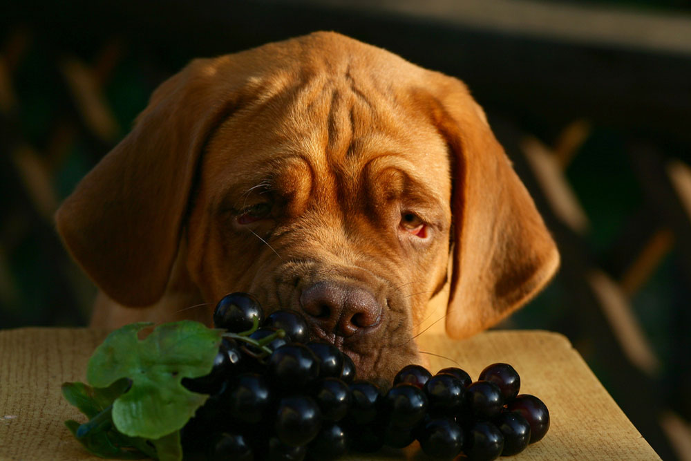 A brown dog with droopy eyes, perhaps dreaming of a visit to the vet, rests its head on a table, gazing longingly at a bunch of black grapes. The background is blurred, bringing all the attention to the dog and the tempting yet veterinarian-advised cautionary grapes.