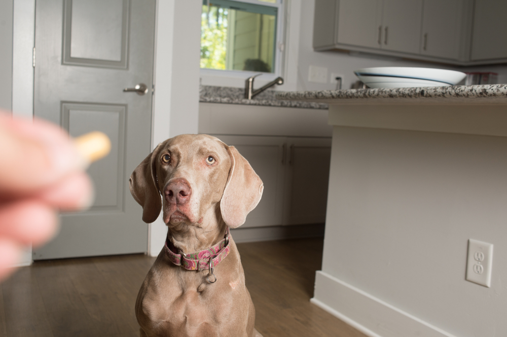 A brown dog with a pink collar sits attentively on the wooden kitchen floor, eyes fixed on a hand holding a treat. The kitchen, reminiscent of a spotlessly organized vet's office, features gray cabinets and a granite countertop.