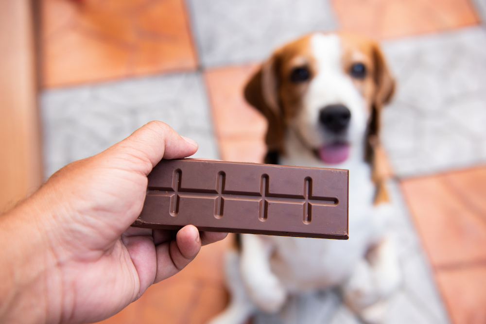 A hand holding a chocolate bar with a beagle dog in the background. The dog, soon to visit the vet, is sitting on a tiled floor, looking up with its tongue out. The tiles have a checkered pattern with gray and reddish-brown squares.