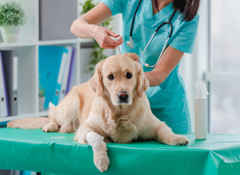 A golden retriever lies on a veterinary table with a bandaged paw. A vet in blue scrubs is tending to the dog, using a dropper near its eye. A spray bottle and medical supplies are visible in the background.