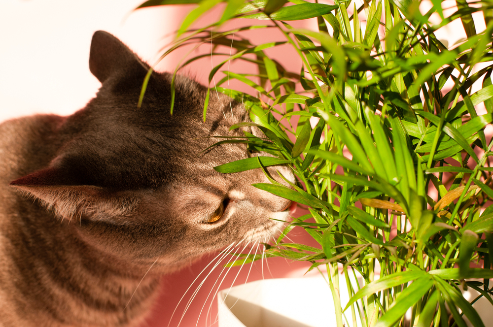 In bright sunlight, a gray cat, recently checked by the vet, sniffs a lush green houseplant. The softly blurred pink hues in the background highlight the contrast between the cat's fur and the vibrant plant leaves.