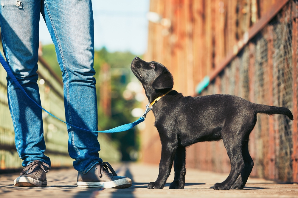 A person in jeans and sneakers stands on a bridge, playfully chatting with their vet through the phone while holding a leash attached to a black Labrador puppy. The puppy looks up, tail slightly wagging, against a sunny outdoor backdrop.