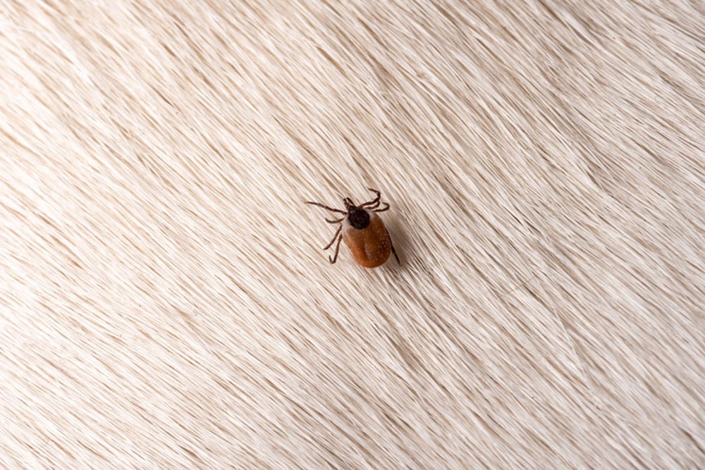 A close-up image of a tick on light-colored fur. The brown tick is visible against the texture of the soft, wavy fur background.