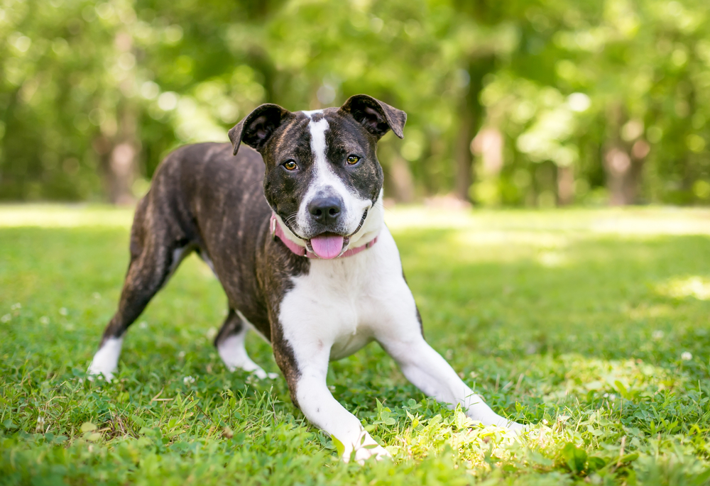 A playful dog with a brindle and white coat stands on a lush green field, as if fresh from a vet's check-up. Its pink tongue is out, and it's showing a friendly posture, inviting someone to play on this sunny day amid the blurred backdrop of trees and grass.