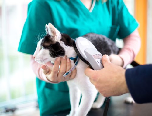 5 Reasons Why Every Pet Deserves a Microchip