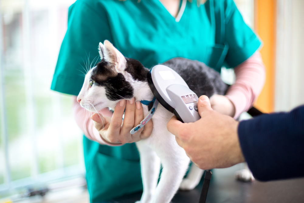 A veterinarian in a green uniform gently holds the alert cat on an examination table while a person in a blue sweater scans it with a microchip reader. The scene unfolds in a well-lit room, ensuring the cat's comfort and safety during the vet's careful examination.