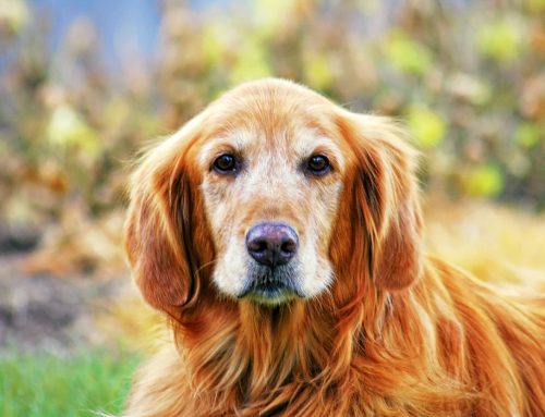 4 Tips to Support Your Senior Pet