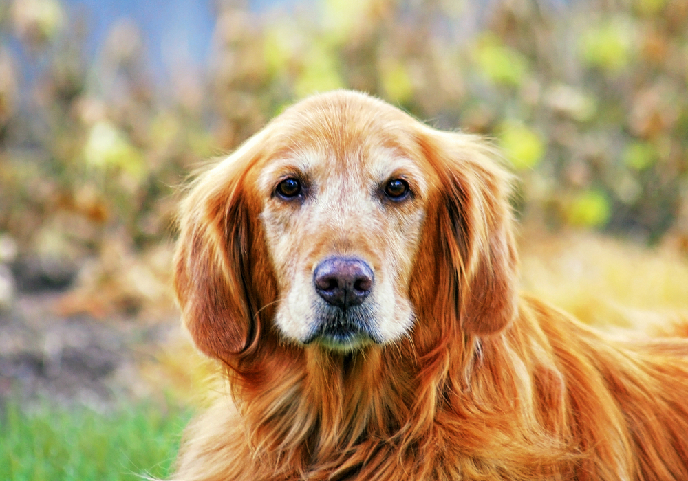 Close-up of a golden retriever with a gentle expression, sitting outdoors after a check-up at the vet. The dog's fur is a rich golden color, and the background is softly blurred with hints of green and brown, suggesting a natural setting.