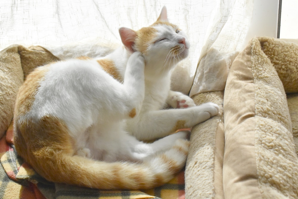 A white and orange cat is lounging in a cozy bed by the window. It is stretching and scratching its neck with its back paw, looking content and relaxed. The bed has a plaid blanket, and sheer curtains hang in the background.