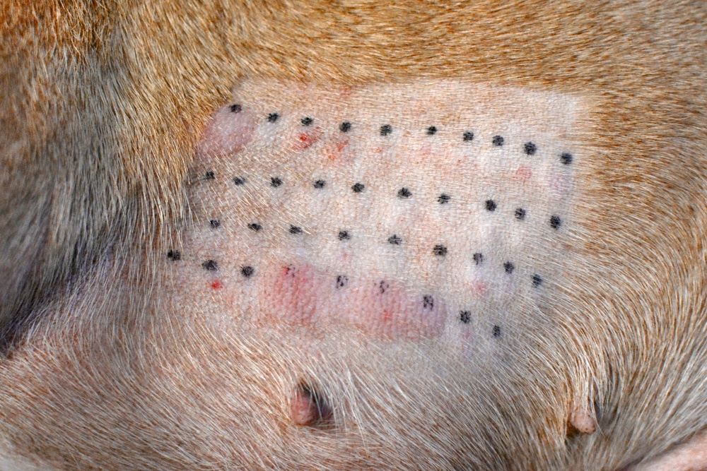 Close-up of an animal's skin with a shaved patch featuring a grid of small black dots and some red spots, likely used for allergy testing. Surrounding the patch is a fur-covered area.