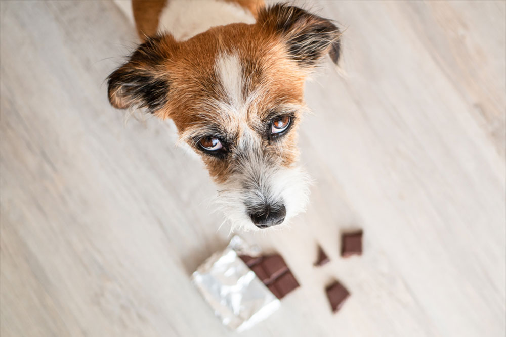 A small brown and white dog looks up with curious eyes, standing near pieces of chocolate and an open foil wrapper on a light-colored floor, clearly unaware that a vet visit might be in order.