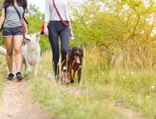 4 Ways to Keep Ticks and Fleas From Feasting on Your Pet